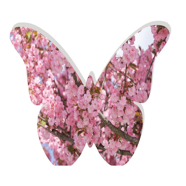 CHERRY BLOSSOM