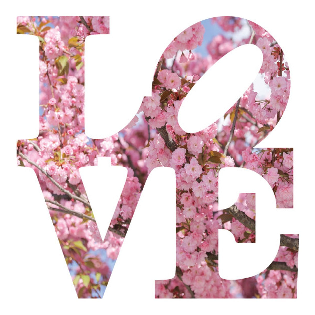 CHERRY BLOSSOM