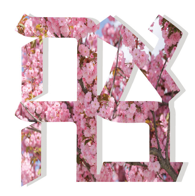 CHERRY BLOSSOM