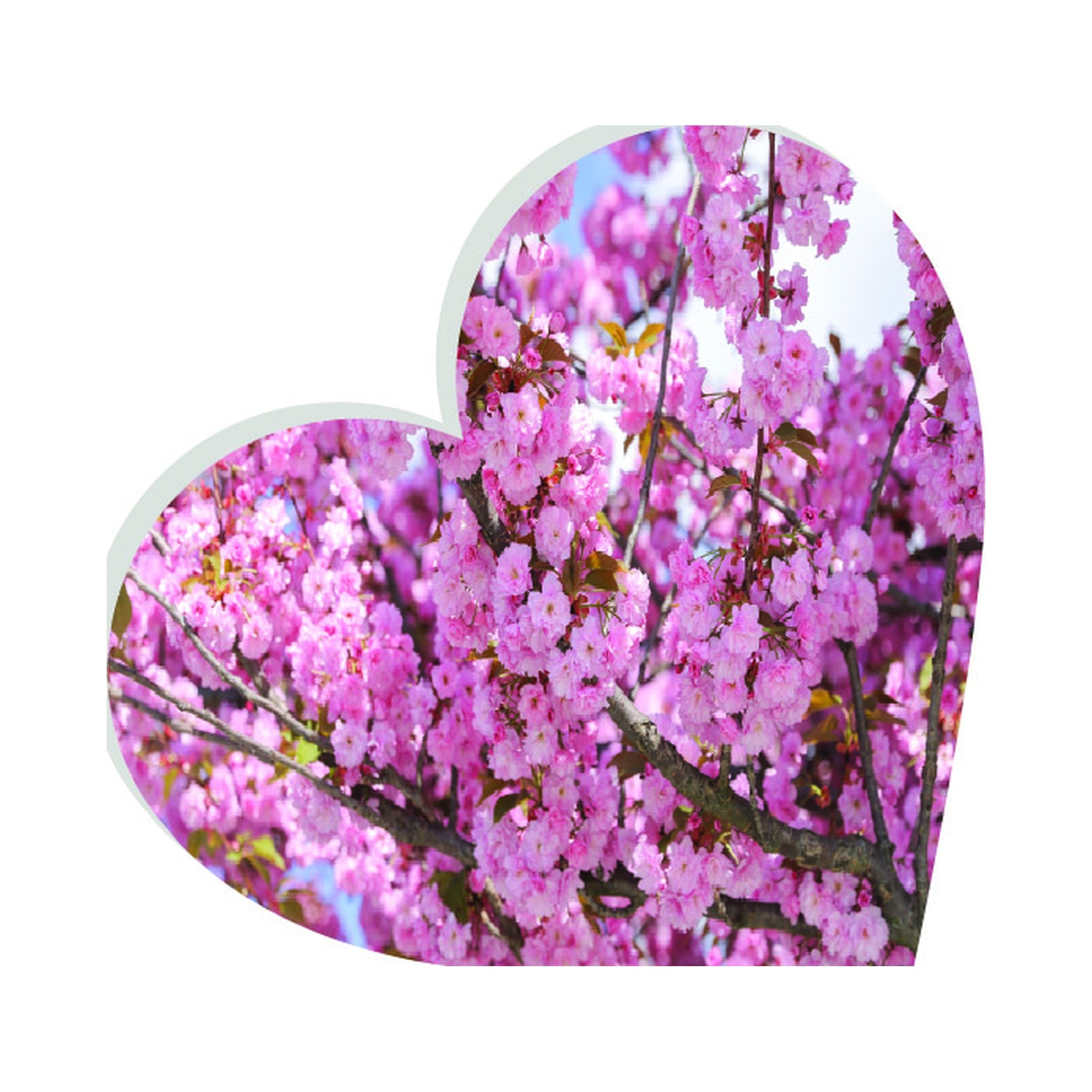 Cherry Blossom
